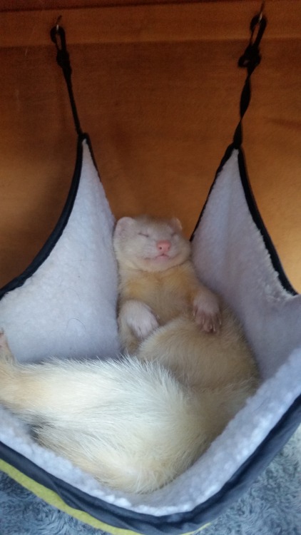 crazedmicrobiologist:  silentauroriamthereal:  spacebeets:  striikee:   cannonball-the-ferret:   spacebeets:  A VERY IMPORTANT VIDEO FEATURING BUELLER HAPPILY WAGGING HIS TAIL.  OMG little propeller tail!!!!   IS HIS NAME FERRET BUELLER?!?   Yes! His