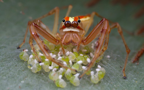 libutron:Wide-jawed Viciria caring her eggsScientifically named Viciria praemandibularis (Salticidae