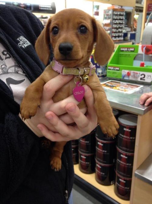 thebabyanimals:  beautiful blog full of baby animals!