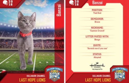 analgesicsleep: Hallmark Channel presents: KITTEN BOWL V, FEBRUARY 4, 2018 Team: Last Hope Lions Mem