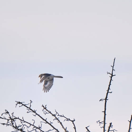 besidethepath:2022 wasn’t the greatest year, so off to the next one. By the way: The Great Grey Shrike doesn’t seem to have any New Year’s resolutions - it always stays far away from my camera.Happy New Year!