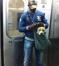 gifsboom:The New York subway system bans canines unless they can fit in a small bag, so this guy trained his pit-bull to calmly sit in his small bag via