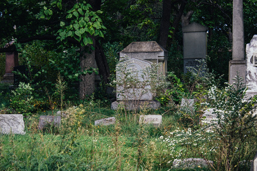 coffeeandattitude:Jewish Graceland Cemetery – Chicago, IL  tumblr • website • instagram • facebook •