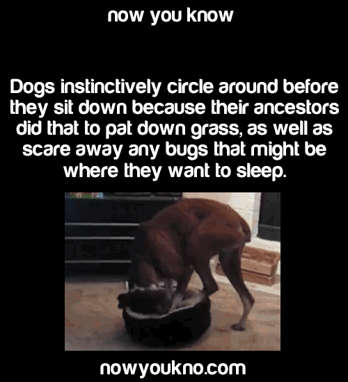 nicoleartist:  average-reblog:  nowyoukno:    Source for more facts follow NowYouKno
