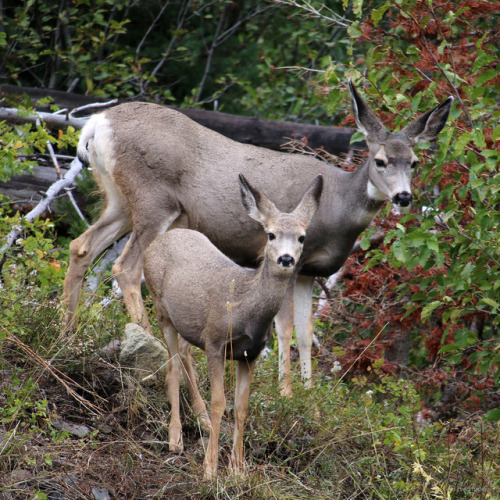 Side by Side: A mule deer doe and her fawn forage along Middle Creek, Yellowstone National Park, Wyo