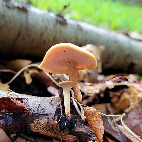 tom-at-the-farm: Fungus + slime mold = BFFs