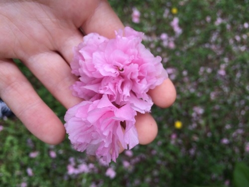 flowurish:  different flowers I saw on a walk the other day