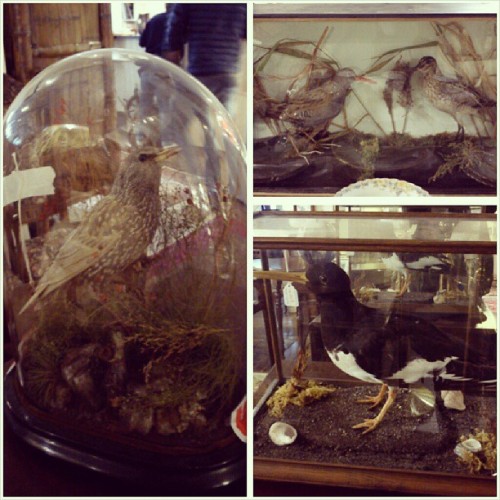 Some beautiful feathered friends in the auction house today #taxidermy #victorian #birds #oddities #