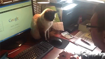 sizvideos:  Video