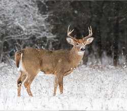 beautiful-wildlife:  Buck in snow by Daniel