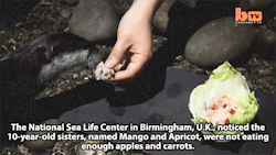 huffingtonpost:  These Sushi-Eating Otters