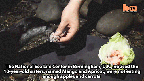 grand-theft-otters:huffingtonpost:These Sushi-Eating Otters Have Their Own Chef. Be Jealous.Everyone