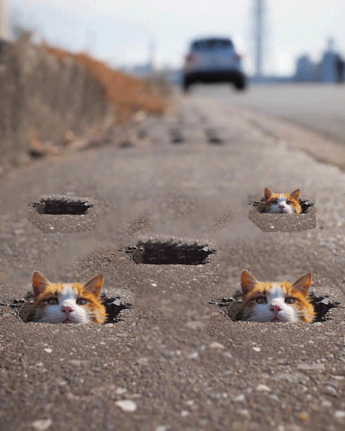 Photoshop Battles: Cat in a Pot Hole | sources