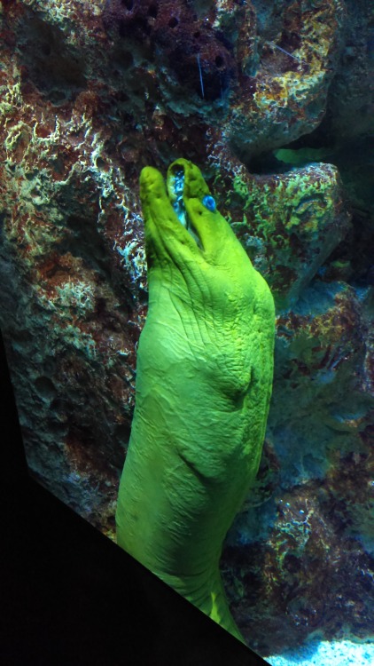 neaq:Visitor Pictures: From invertebrates like cephalopods to fish like moray eels to mammals l