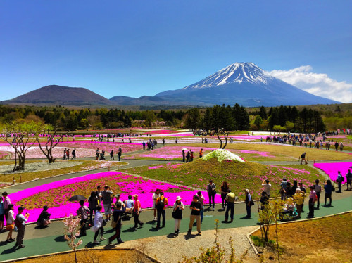 富士芝桜まつり by hamapenguin on Flickr.