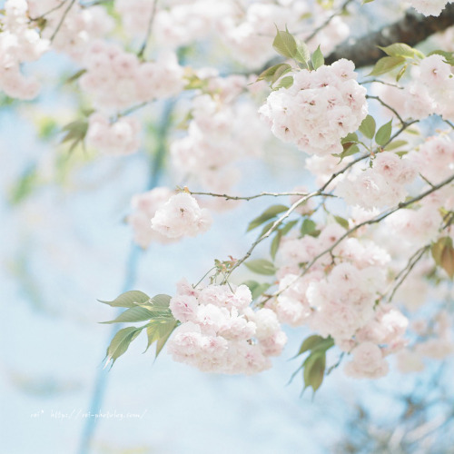 rei-photolog: 985*