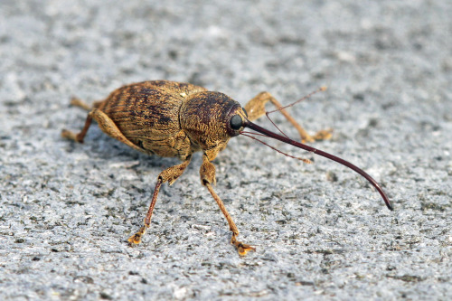 Large Chestnut Weevil (Curculio Proboscideus)