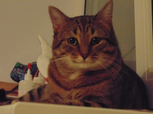 foxchante: foxchante:  while i was out there, i realized something really important   the gentle understanding cat smiles the same way shulk does   im so glad 