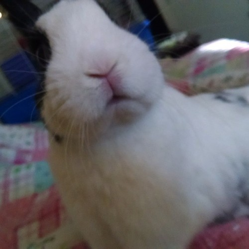 XXX Best bud. #BunnyLife #Bunnies #InstaBunnies photo