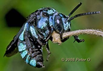 beerightsactivist: skippercifer:  sexyrobutts:  beerightsactivist:  kingsofapathy:  koiotchka:  beerightsactivist:  teacupsandcyanide:  beerightsactivist:  dark bee tumblr show me the forbidden bees   this is the masked bee! she has no friends and hates