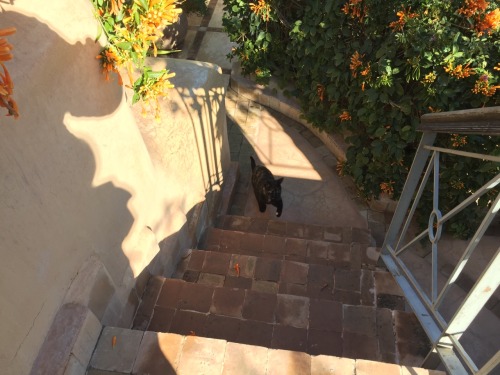 Cats Of Marrakech.