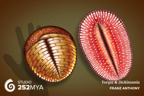 The Secret Garden Of Ediacara And The Origin Of Complex Life