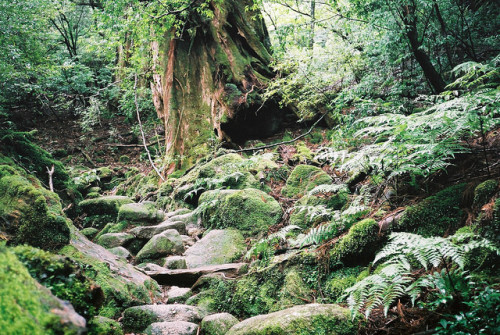 joslo:屋久島 (Yakushima) 01 by stormsewer on Flickr.