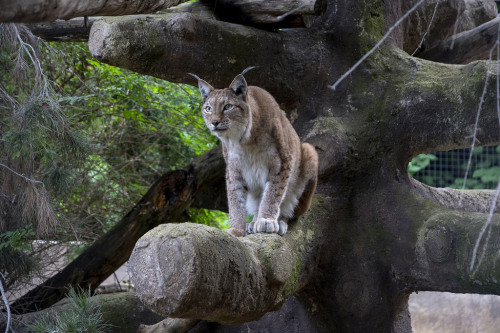 llbwwb:   Siberian Lynx (by San Diego Zoo Global) 