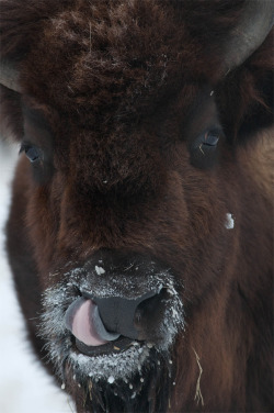 funkysafari:  Bison licking off the frost!  by wildwood4est