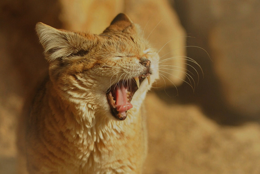 ternpest:Sand Cat (Anne-Marie Kalus) 