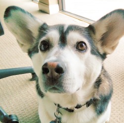 harleythehusgi:  Satellite ears. Photo credit