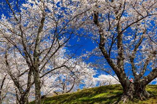 お花見日和