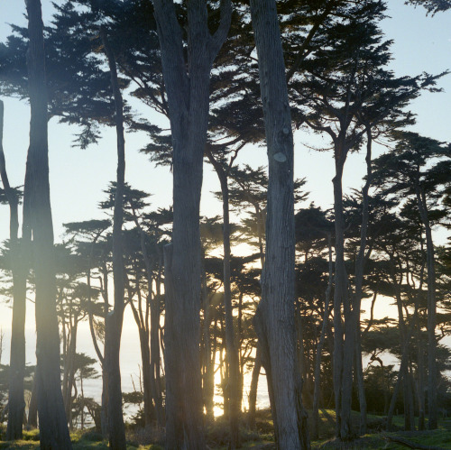 XXX everydaydude:  Land’s End San Francisco, photo