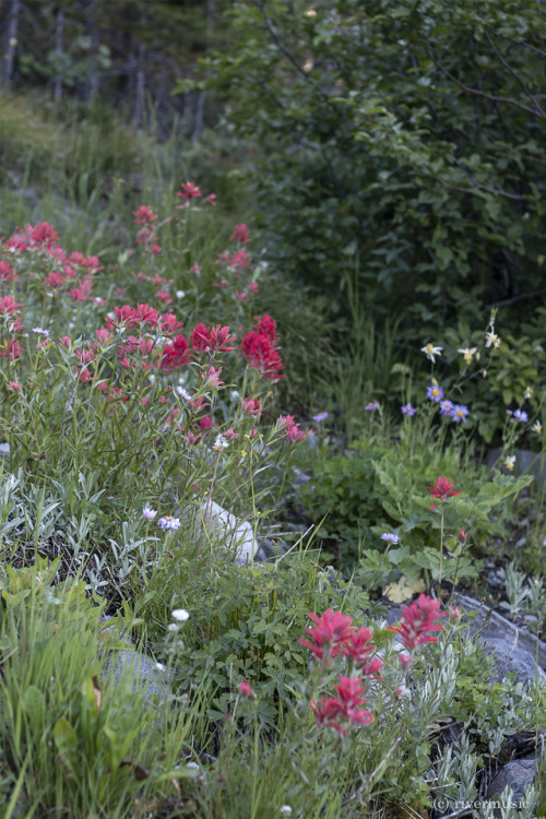 Many Blooms: A secret glade somewhere in Yellowstone&copy; riverwindphotography