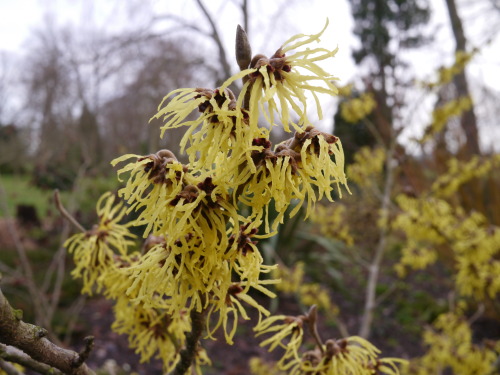 oldcourtdesign:  Hamamelis x intermedia ‘Pallida’ in full bloom
