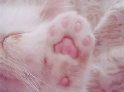 selenakitt:  Kitty paws