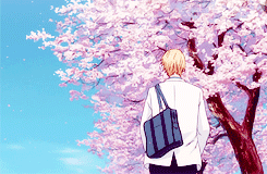 keiko-chan: Kuroko no Basket + Cherry blossom