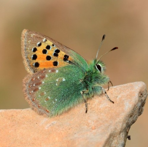 Fuzzy Butterfly That Knows She's Pretty