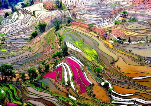 kelledia:  Yuanyang rice terraces, China.  