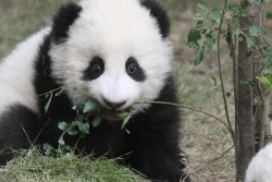 giantpandaphotos:  © Jeroen Jacobs. 