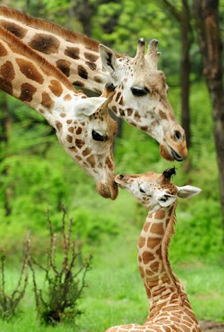 Baby Giraffesby Buzzfeed.com