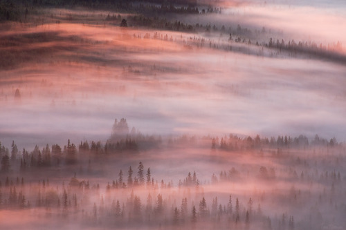 tiinatormanenphotography: Another epic misty sunrise. 11th Aug 2015, Iso-syöte, Finland by Tiin