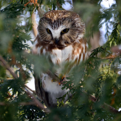 owlsday:  Saw Whet Owl by Anjoudiscus on