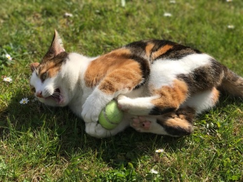 coolcatgroup:  lord-kitschener:  emilhamil: Here’s a picture of my cat no one asked for. This is absolutely what I asked for, thank you  She has the ballie  