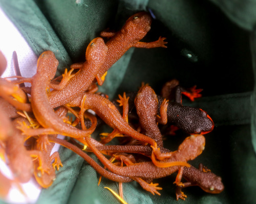 steepravine:So Many California Newts And One Red Bellied Newt(Monte Bello Open Space, California - 1