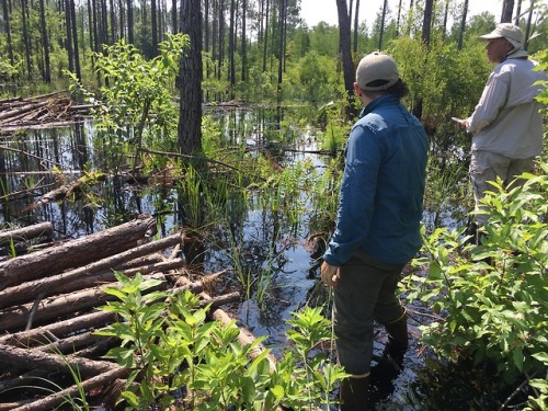 Summer Fieldwork 2018- Suwannee chert outcrop in northwest Florida. I will be sampling this location