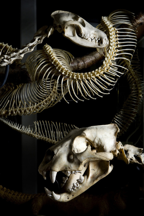 blackbackedjackal:“The Grant Museum of Zoology at University College London (UCL) is one of the olde