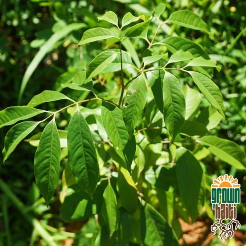 growninhaiti:Thanks to @nadine_ayiti_dominique, this Brosimum Alicastrum is thriving in our food for