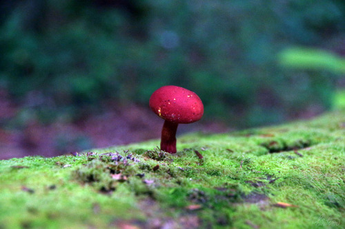 frolicingintheforest: Two Colored Bolete(Boletus bicolor)What a cutie!!