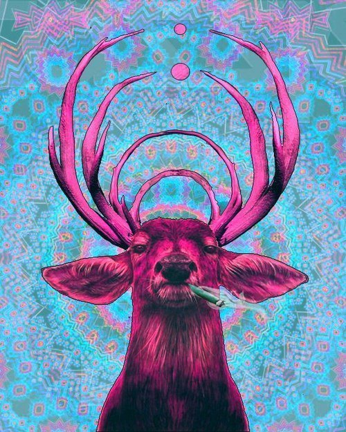 hallucinoqenic:  acid culture